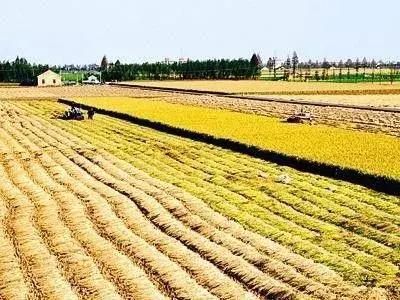 农村土地流转签合同有“四大忌”，别一不小心上当啦！（附案例）