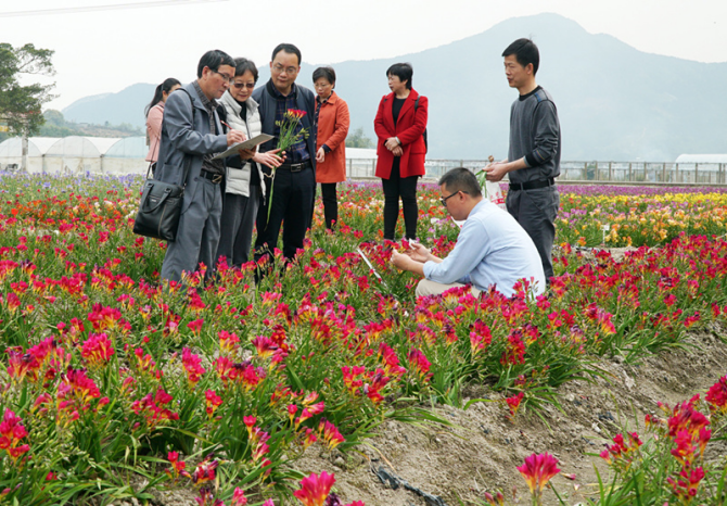 福建省农科院育成特色花卉良种助力乡村振兴(1)352.png