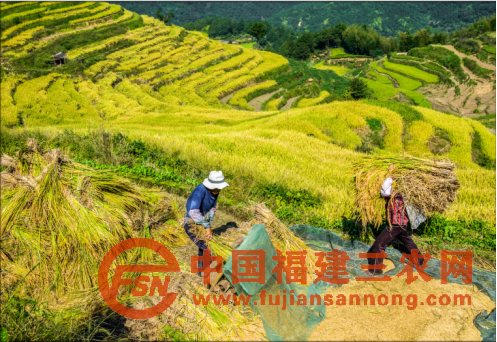 福建省柘荣县坑坪村：“硒锌”呵护走出致富新“稻”路1423.png