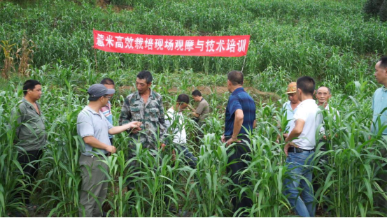 福建薏米穗香正浓（学习强国稿）380.png