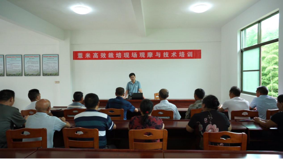 福建薏米穗香正浓（学习强国稿）705.png