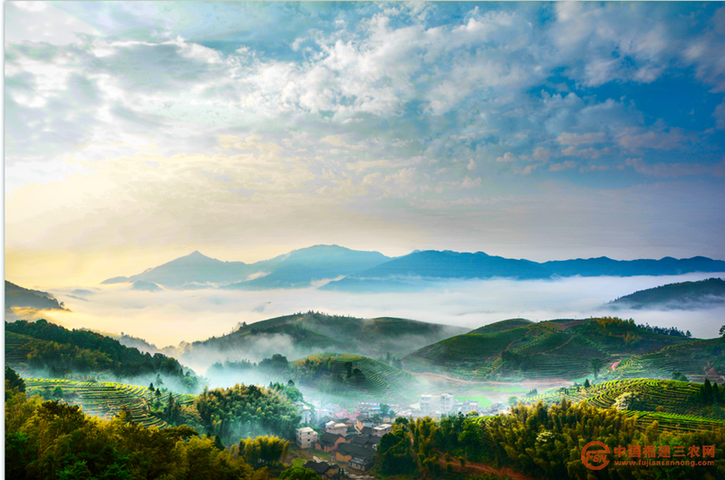 首章村高山云雾茶园风景 (7).png