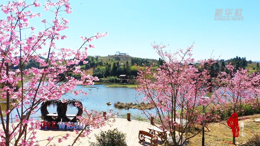 福建建宁：阳春三月 樱花绽放