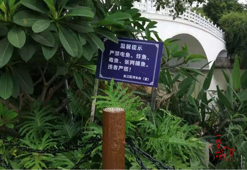 台江有一位5年来巡河率100%的河道专管员，她是…...