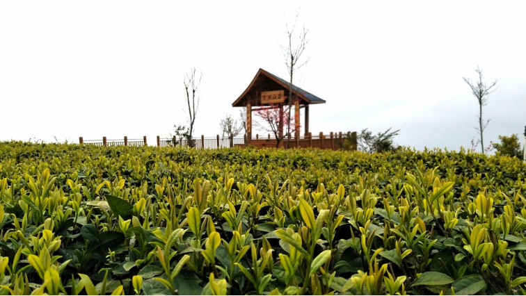 28.黄建：山高路远只为那抹茶香1993.png
