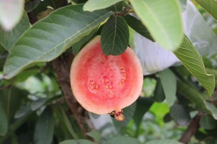 稿3：漳州诏安县：立足市场 打造“网红芭乐”450.png