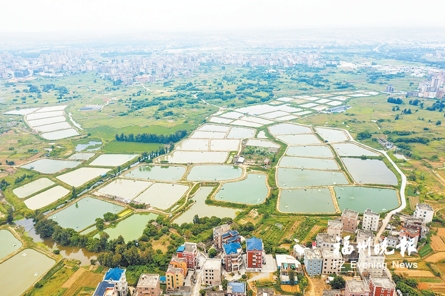 福清沁塘村：满目稻浪 一湖碧波