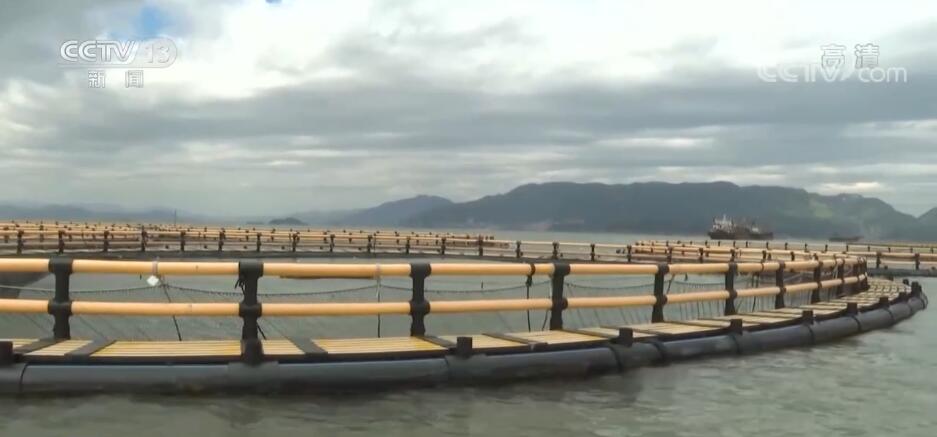 鱼蟹满仓迎丰收｜福建连江真鲷和牡蛎喜获丰收
