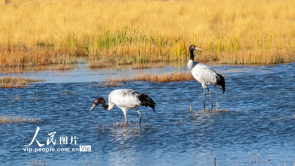甘肃阿克塞：黑颈鹤漫步苏干湖湿地【3】