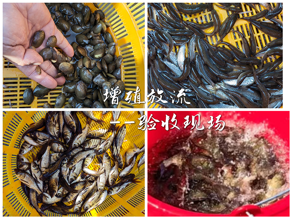 增殖放流--验收1.jpg