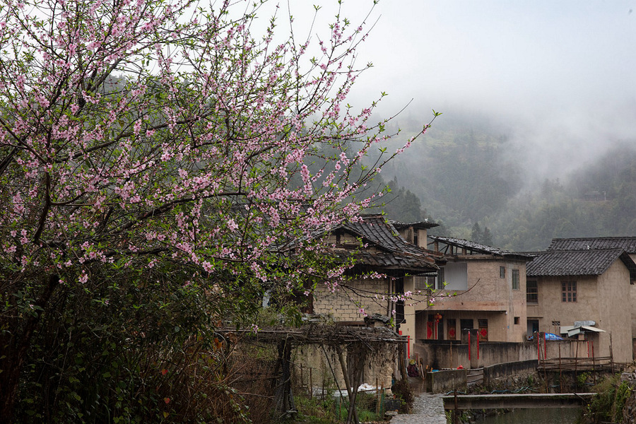 5.土楼春意浓浓花枝俏，正是踏青赏花好时节。冯木波摄