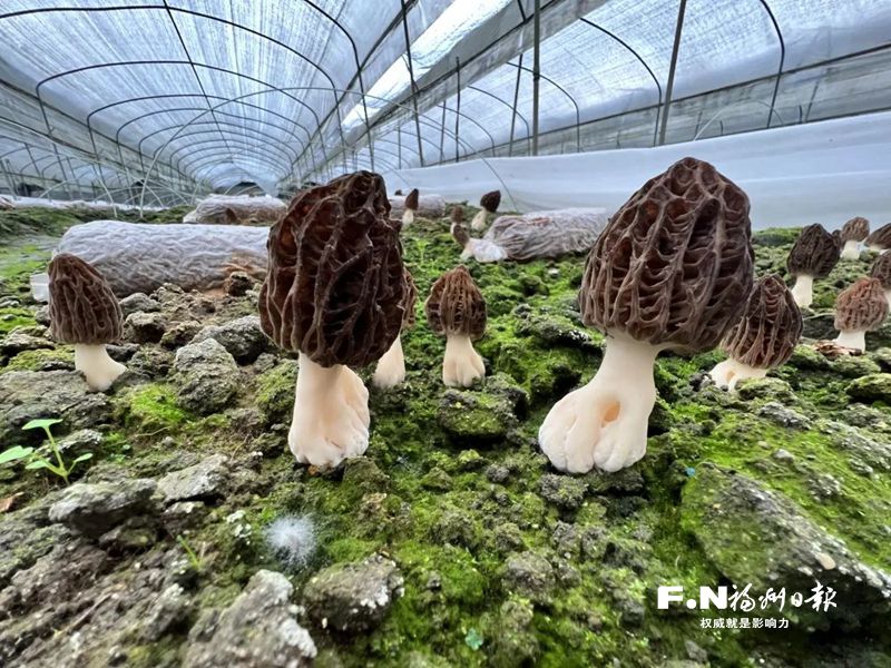 羊肚菌成永泰盘谷乡增收新产业