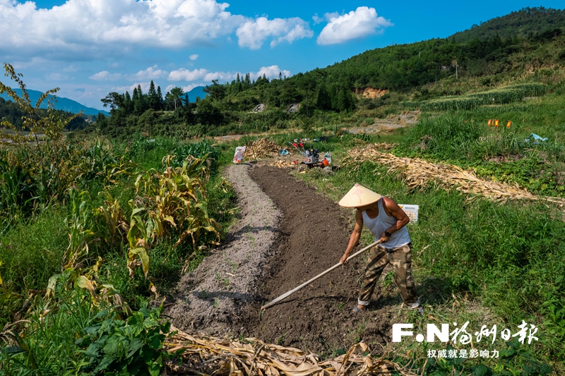 闽侯大湖乡破解种植销售难题 抛荒地成了希望田