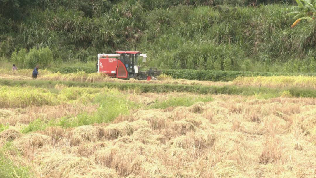 罗源：便民碾米坊铺就乡村振兴新“稻”路