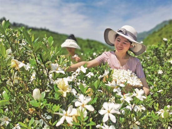 村民采摘栀子花